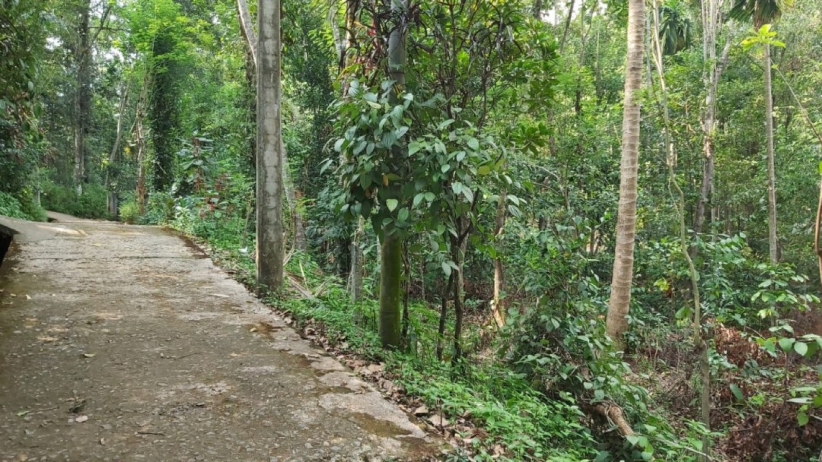 Gelioya, Kandy, ,Land,For sale,1102