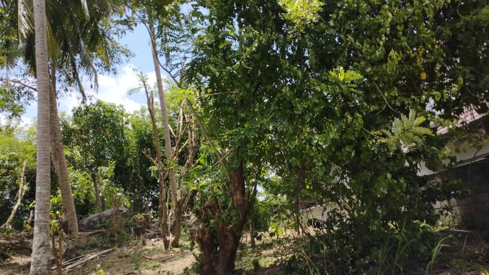 Gurudeniya Road, Gurudeniya, Kandy 22000, ,Land,For sale,Gurudeniya Road,1172