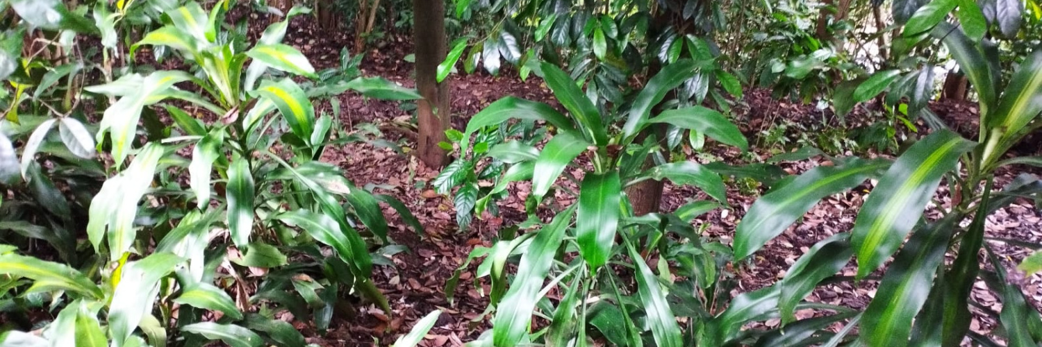 Bokalawela, kandy, Kandy 22000, ,Land,For sale,Bokalawela,1176