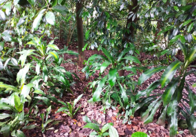 Bokalawela, kandy, Kandy 22000, ,Land,For sale,Bokalawela,1176