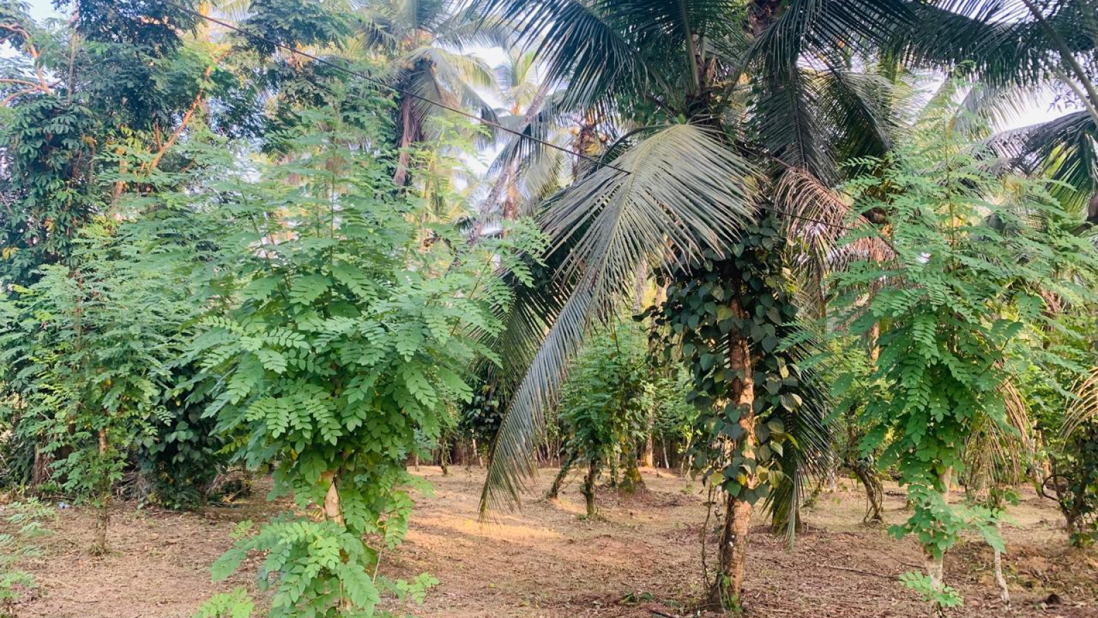 Colombo Road Dompe- Colombo main road, Dompe, Colombo 11680, ,Land,For sale,Dompe- Colombo main road,1177