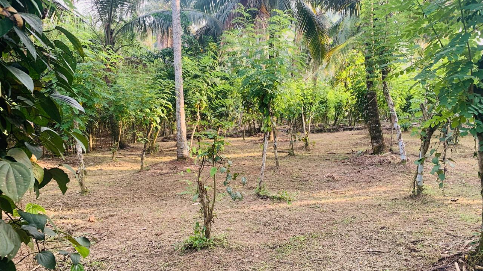 Colombo Road Dompe- Colombo main road, Dompe, Colombo 11680, ,Land,For sale,Dompe- Colombo main road,1177