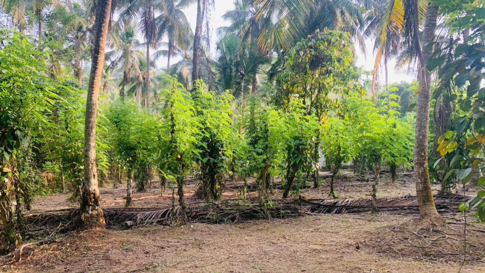 Colombo Road Dompe- Colombo main road, Dompe, Colombo 11680, ,Land,For sale,Dompe- Colombo main road,1177