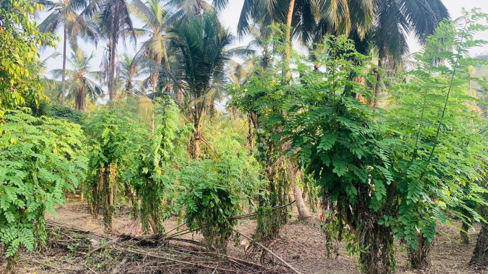 Colombo Road Dompe- Colombo main road, Dompe, Colombo 11680, ,Land,For sale,Dompe- Colombo main road,1177